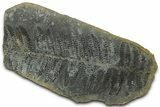 Fossil Fern (Pecopteris) Nodule Pos/Neg - Mazon Creek #325903-1